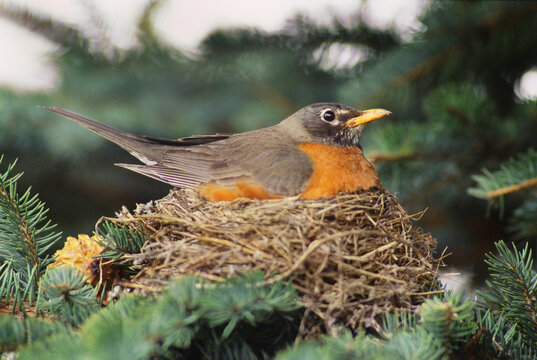 Robin Sitting in Nest