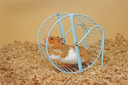 Hamster Running On Wheel