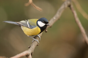 great tit, parus major