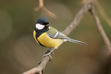 great tin on a branch