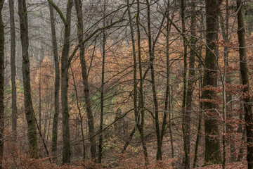 Fototapeta premium real tree pattern, trees in the forest, late autumn