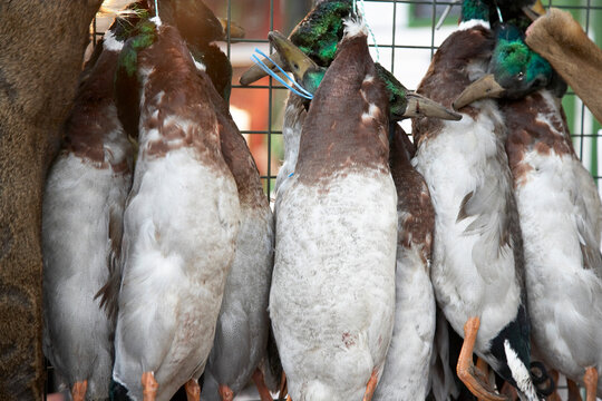 Ducks For Sale, Borough Market, London, England