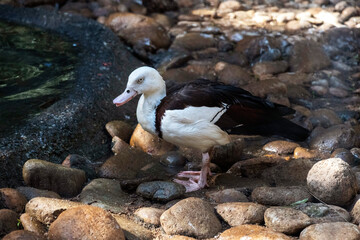 Radjah shelduck (Radjah radjah)