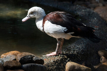 Radjah shelduck (Radjah radjah)