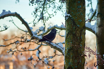 The crow sits on the branches in the winter period.