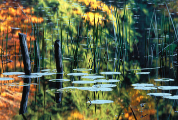 Close-Up of Pond in Autumn