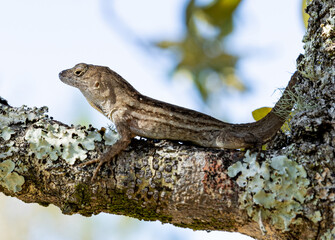 Lizard on a tree with a blurry background