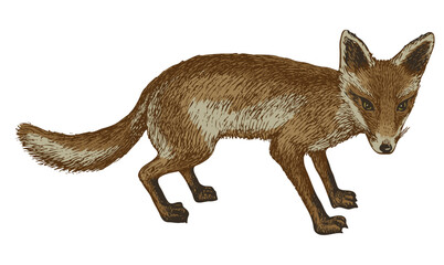 vector, realistic hand drawn sketch drawing of predator fox