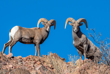 Bighorn Sheep on a Mountain Top