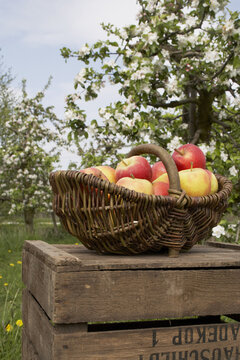 Basket of Apples