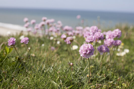 Close-up of Flowers at Beach, Bovbjerg, Jylland, Denmark