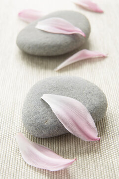 Lily Petals and Stones