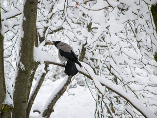 Crow on snow covered branches