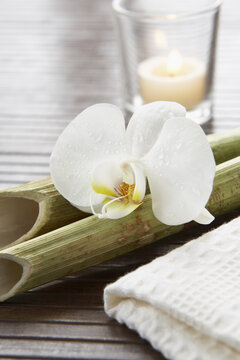 Orchid and Bamboo