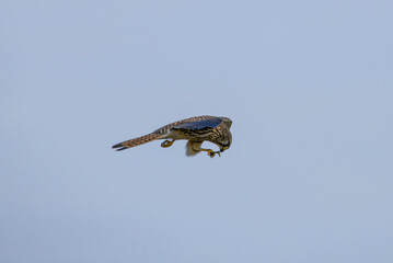 飛びながら餌をたべるチョウゲンボウ