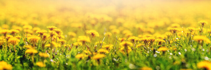 Yellow dandelion flowers in a meadow in sunny weather