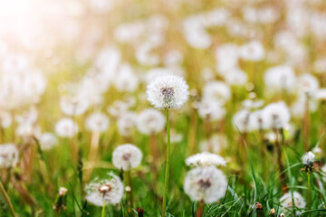 White dandelions on the meadow in sunny weather, panorama