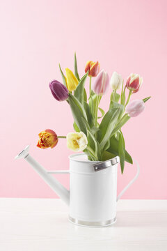 Tulips in Watering Can