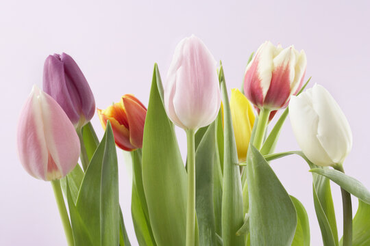 Variety of Tulips