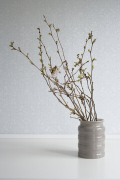 Cherry Blossom Branches in Vase