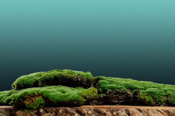 Growing green moss on a blue background. Stage for product demonstration, cosmetics advertising