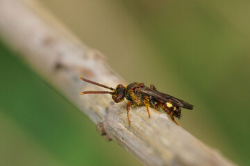 Fototapeta premium Closeup on a small female Panzer's Nomad bee, Nomada panzeri , sitting on a twig