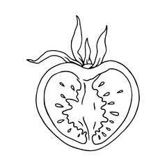Linear sketch of tomato vegetable.Vector graphics.