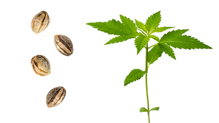 Cannabis seeds. Sprout hemp growing. Medical marijuana. Cannabis plant sativa or indica. Legalization and decriminalization drugs. Green leaf. Macro close-up on white background. 