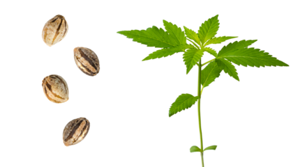 Cannabis seeds. Sprout hemp growing. Medical marijuana. Cannabis plant sativa or indica. Legalization and decriminalization drugs. Green leaf. Macro close-up on white background. 