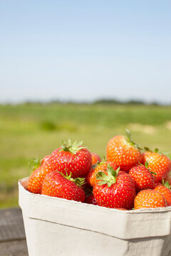 Close-up of freshly picked strawberries in box container outdoors, Germany