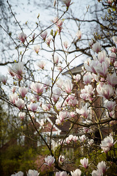 Magnolia blossoms in front of house, Hamburg, Germany