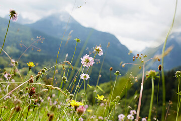 Close-up of Flowers in Field in Summer, Tirol, Austria