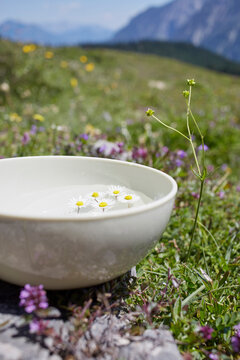 Close-up of Bowl with Water and Chamomile, Strobl, Salzburger Land, Austria