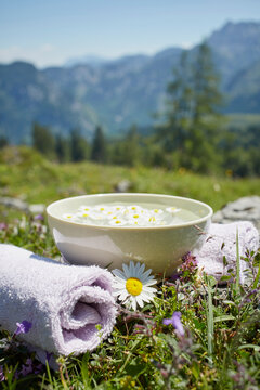 Oxeye Daisy by Bowl with Water and Chamomile, Strobl, Salzburger Land, Austria