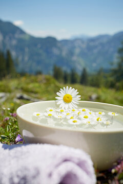 Oxeye Daisy on Bowl with Water and Chamomile, Strobl, Salzburger Land, Austria