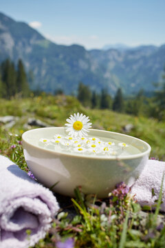 Oxeye Daisy on Bowl with Water and Chamomile, Strobl, Salzburger Land, Austria