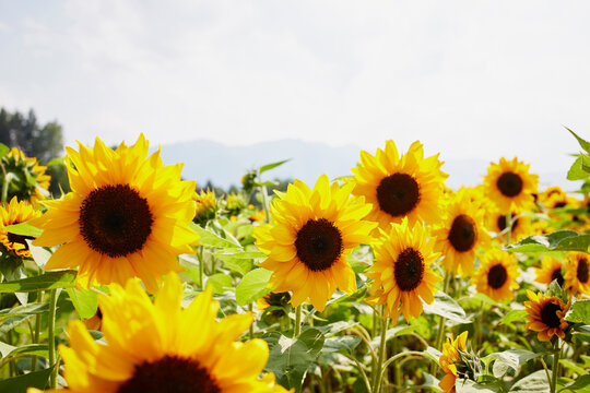 Field of Sunflowers in Summer, Carinthia, Austria