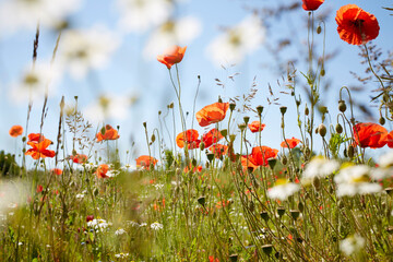 Red Field Poppies and Camomile in Meadow in Summer, Denmark