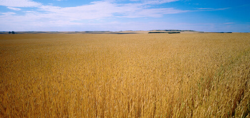 Grain Field, Alberta, Canada