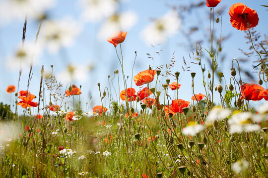 Red Field Poppies and Camomile in Meadow in Summer, Denmark