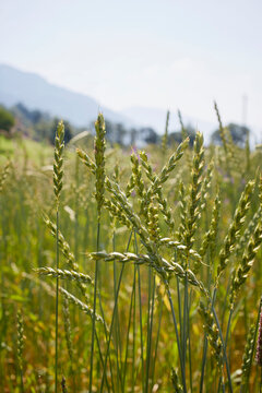 Close-up of Grain Field in Summer, Carinthia, Austria
