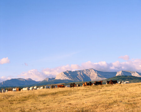 Cows Grazing, Clark Range/ Foothills, Alberta, Canada