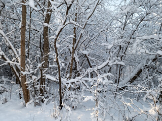 Forest on a snowy winter day.