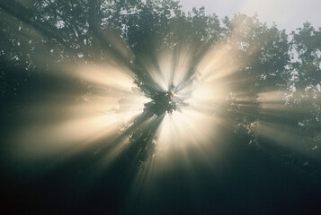 Sun Shining Through Tree