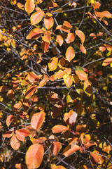 Red leaves - fall folliage