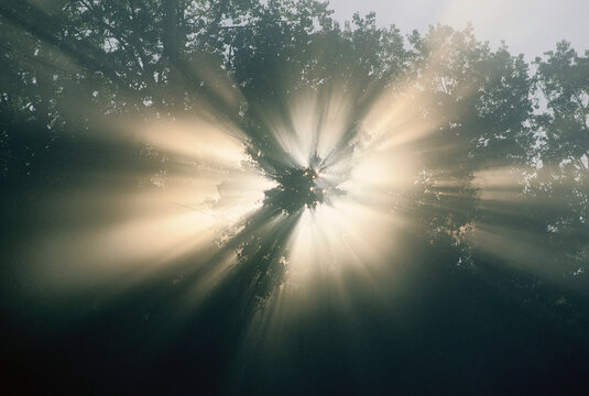 Sun Shining Through Tree