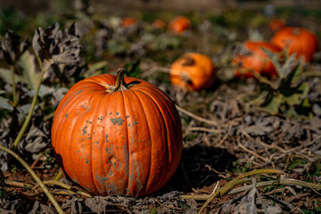 pumpkin on a field