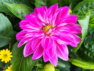 Close-Up Blooming Ping Dahlia Pinnata