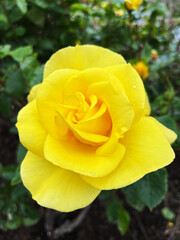 Close Up Bright Yellow Flower Rose
