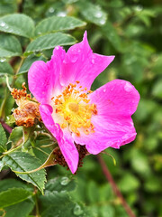 Close-Up Summer Flower Wild Rose